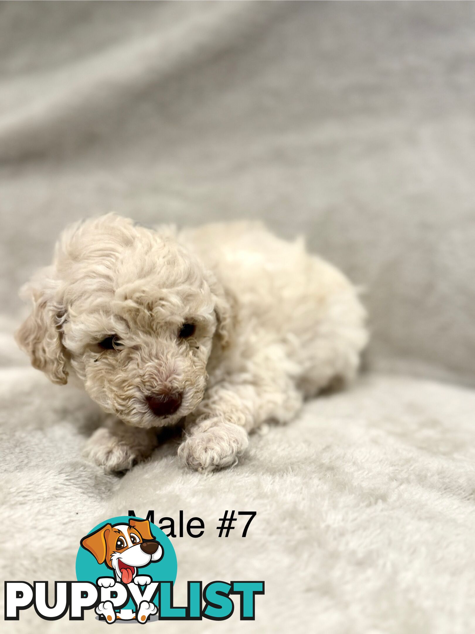 Beautiful Purebred Toy Poodle Puppies