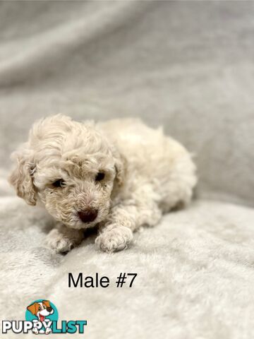 Beautiful Purebred Toy Poodle Puppies