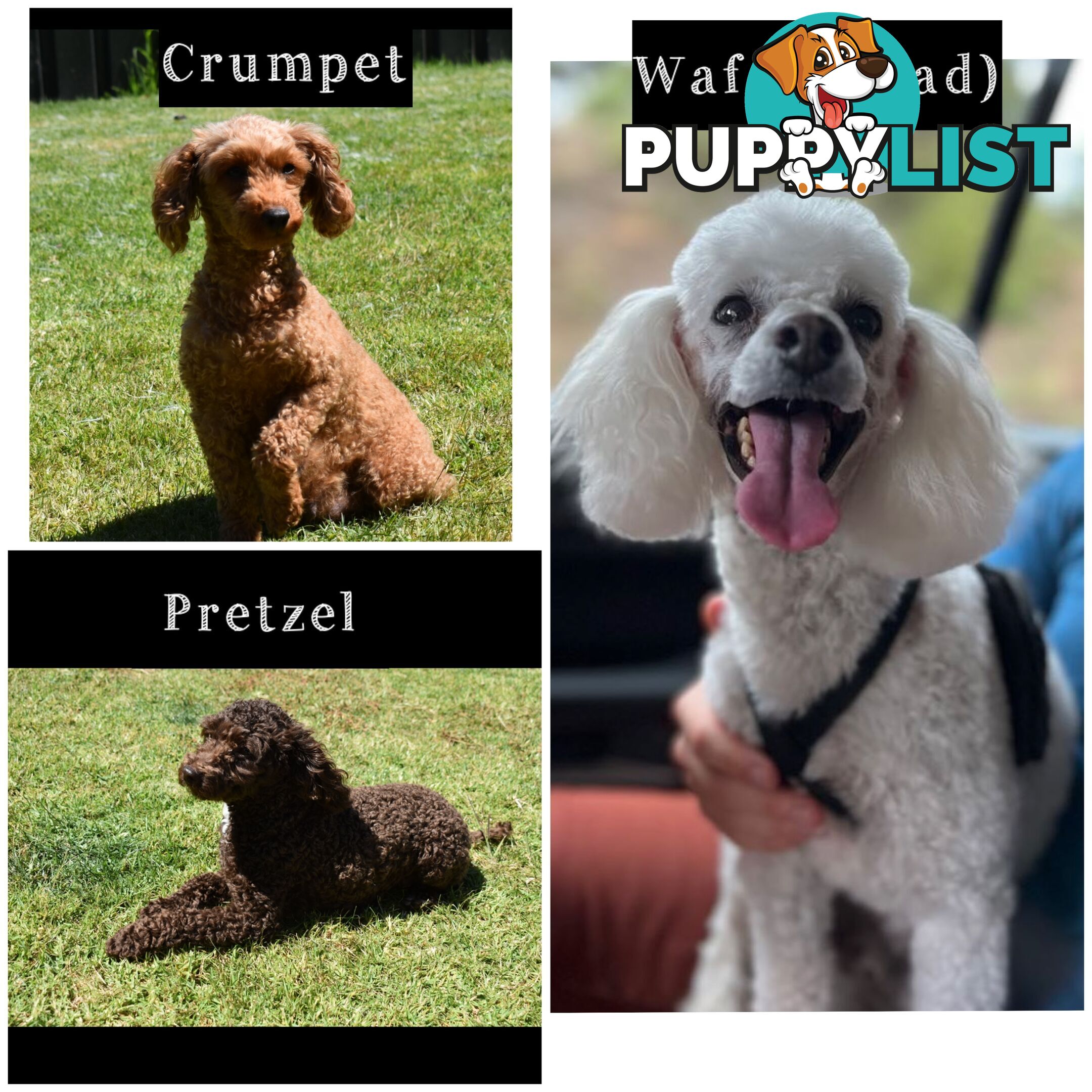 Beautiful Purebred Toy Poodle Puppies