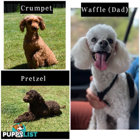 Beautiful Purebred Toy Poodle Puppies