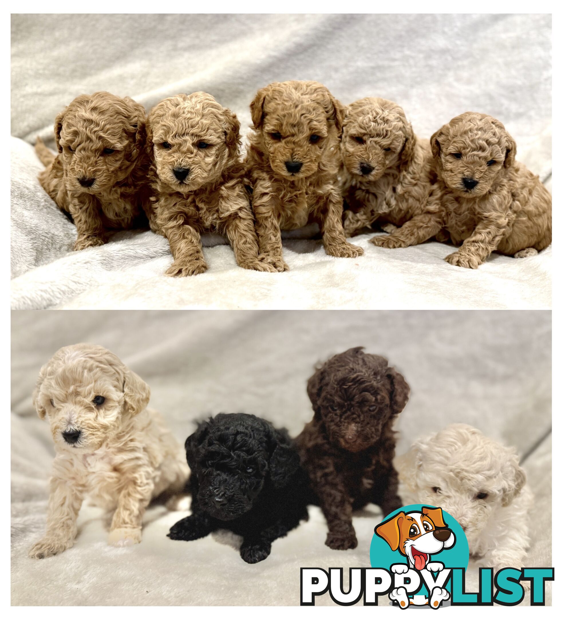 Beautiful Purebred Toy Poodle Puppies