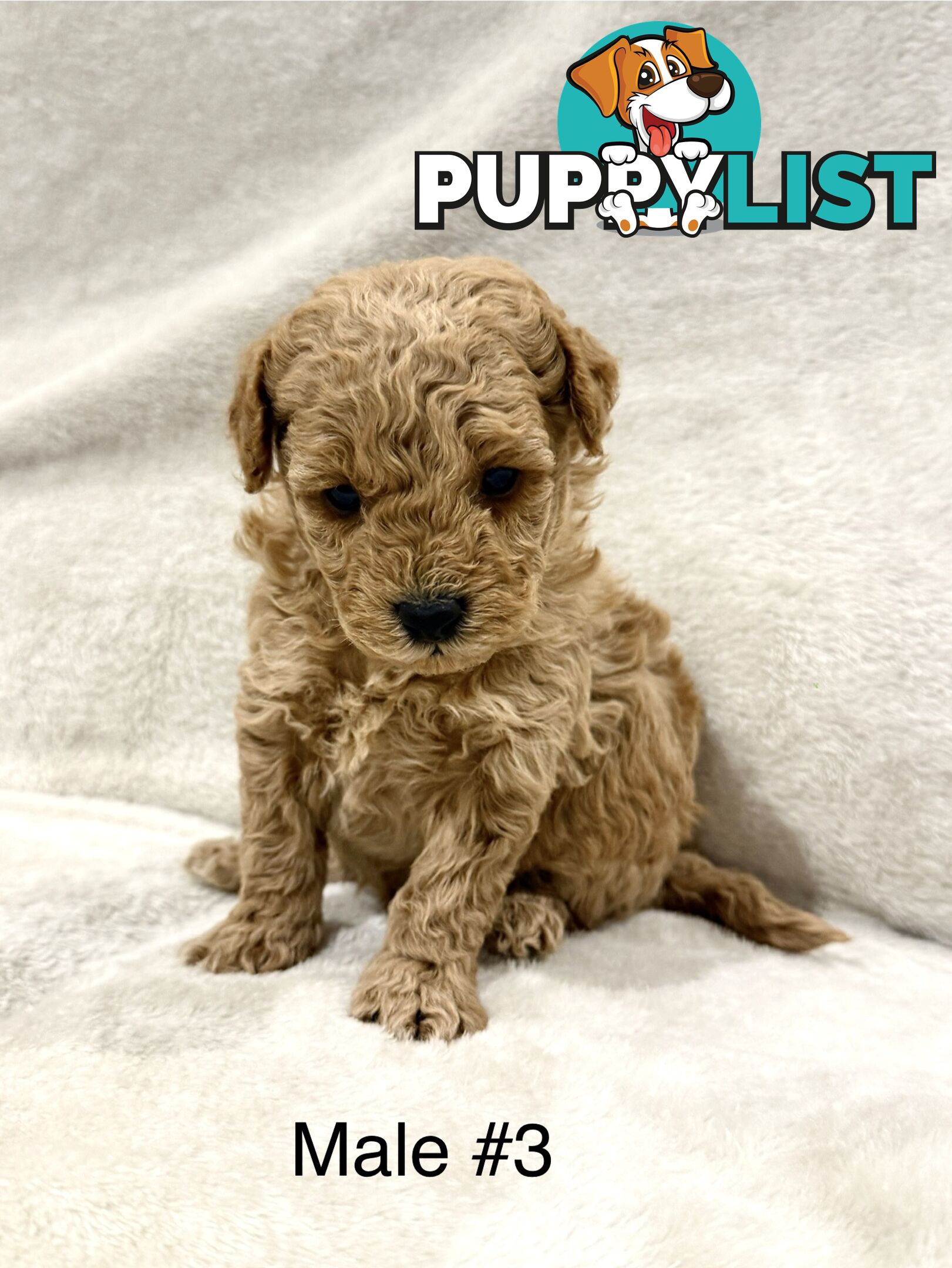 Beautiful Purebred Toy Poodle Puppies