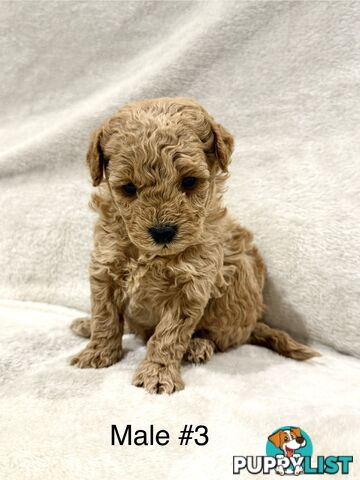 Beautiful Purebred Toy Poodle Puppies