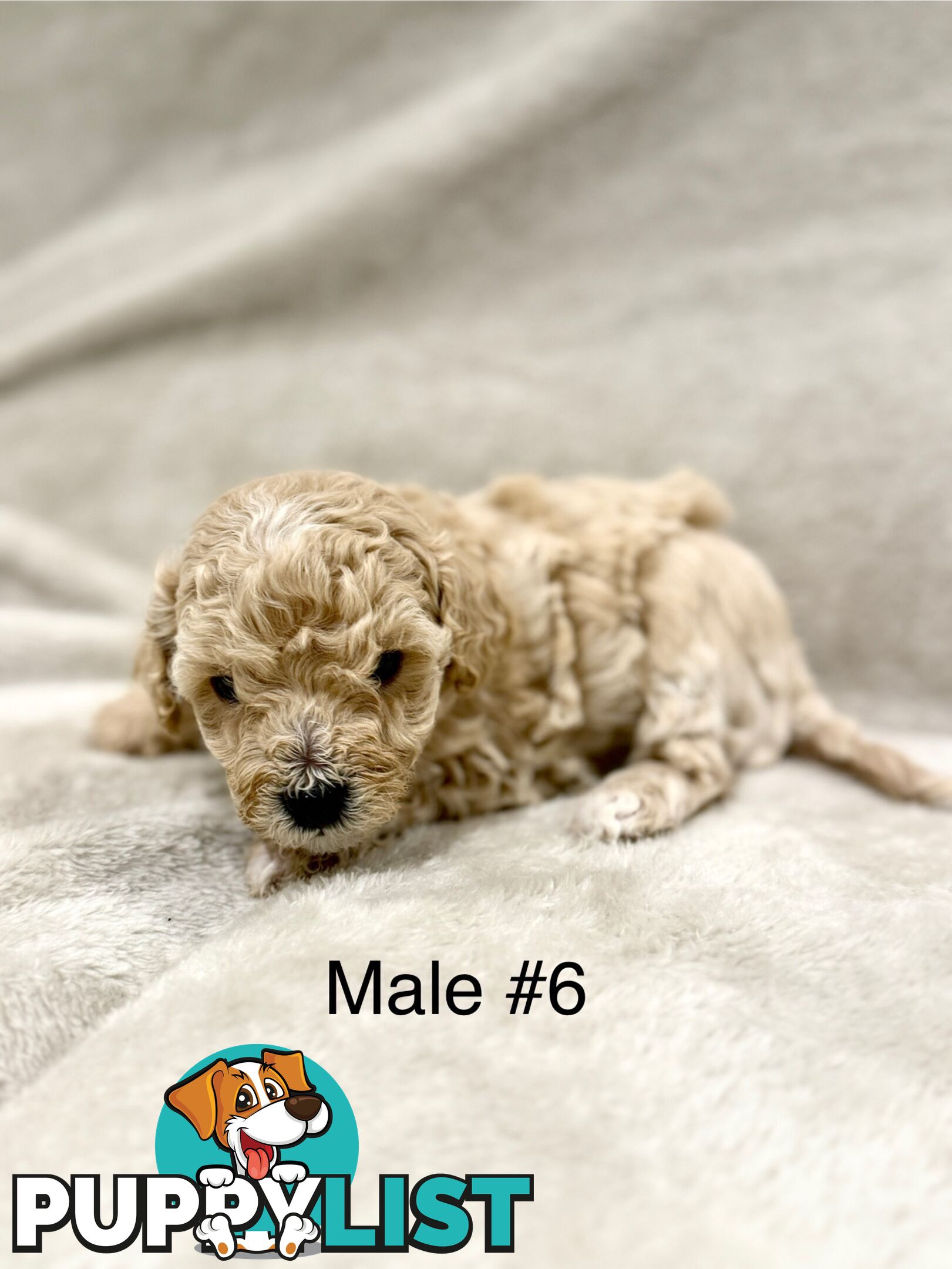 Beautiful Purebred Toy Poodle Puppies