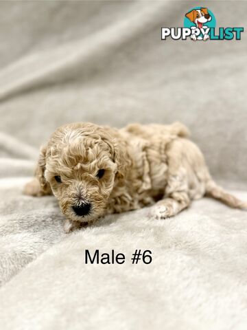 Beautiful Purebred Toy Poodle Puppies