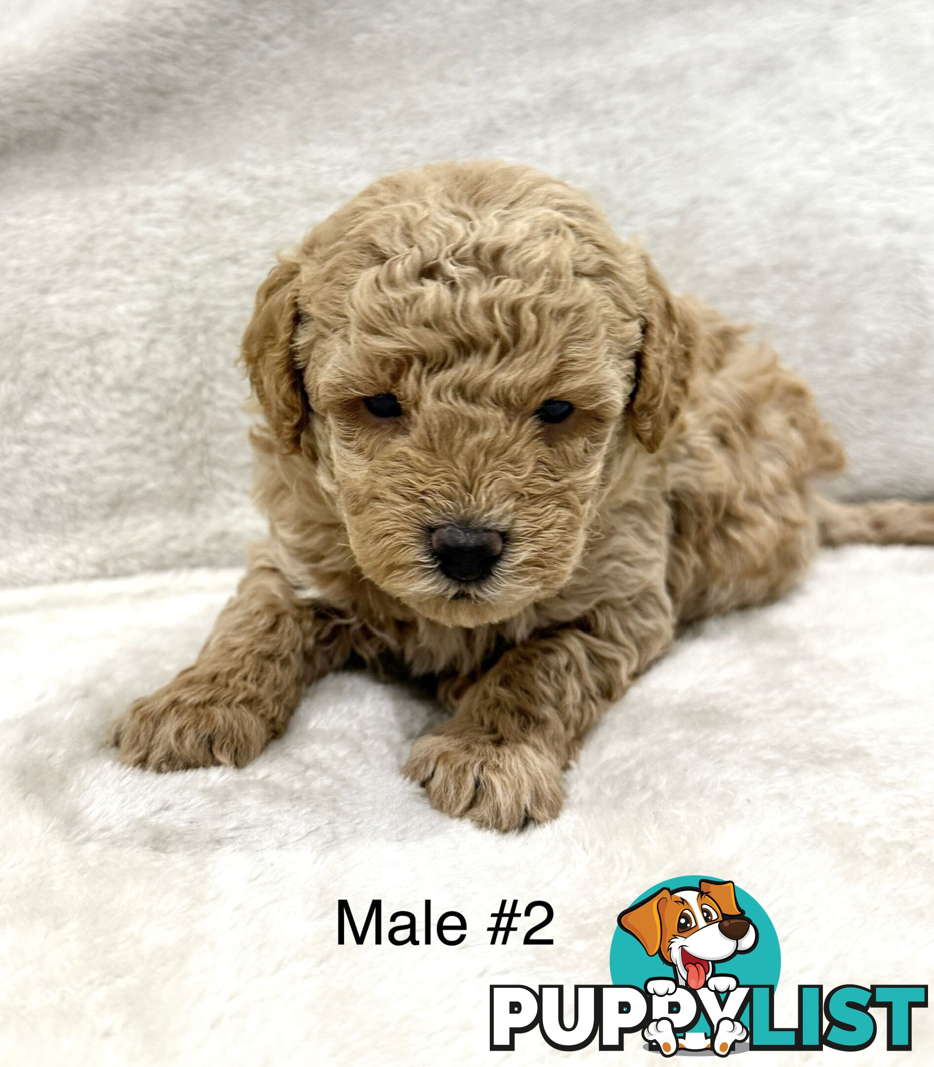 Beautiful Purebred Toy Poodle Puppies