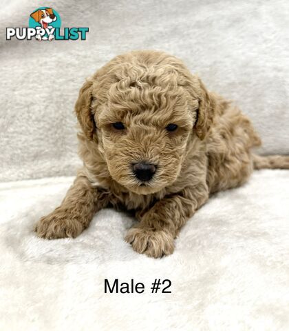 Beautiful Purebred Toy Poodle Puppies