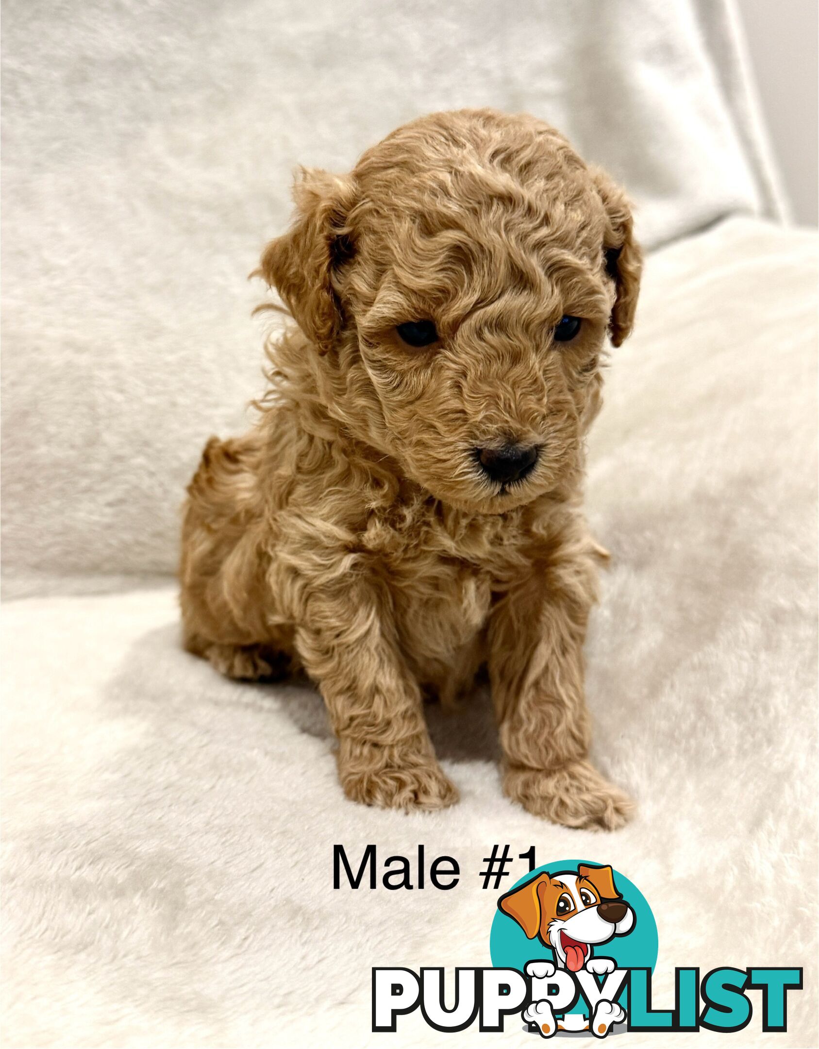 Beautiful Purebred Toy Poodle Puppies