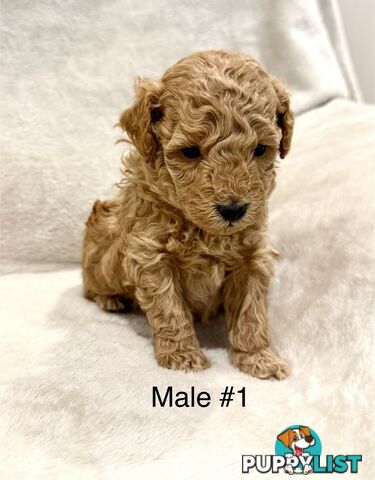 Beautiful Purebred Toy Poodle Puppies