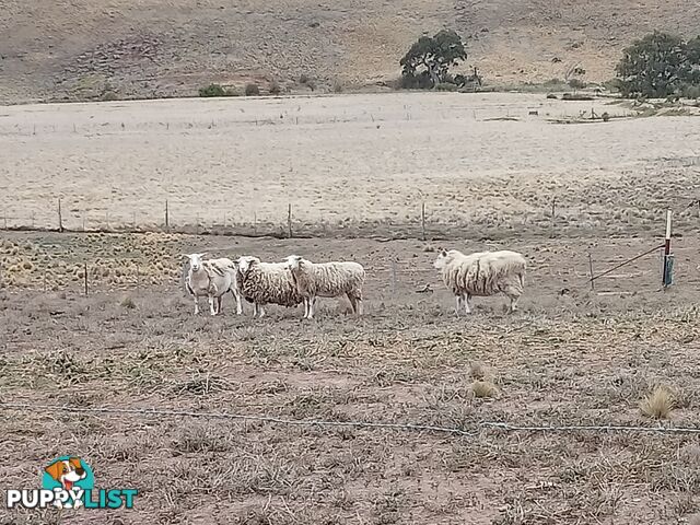 4 Dorper Ewes available