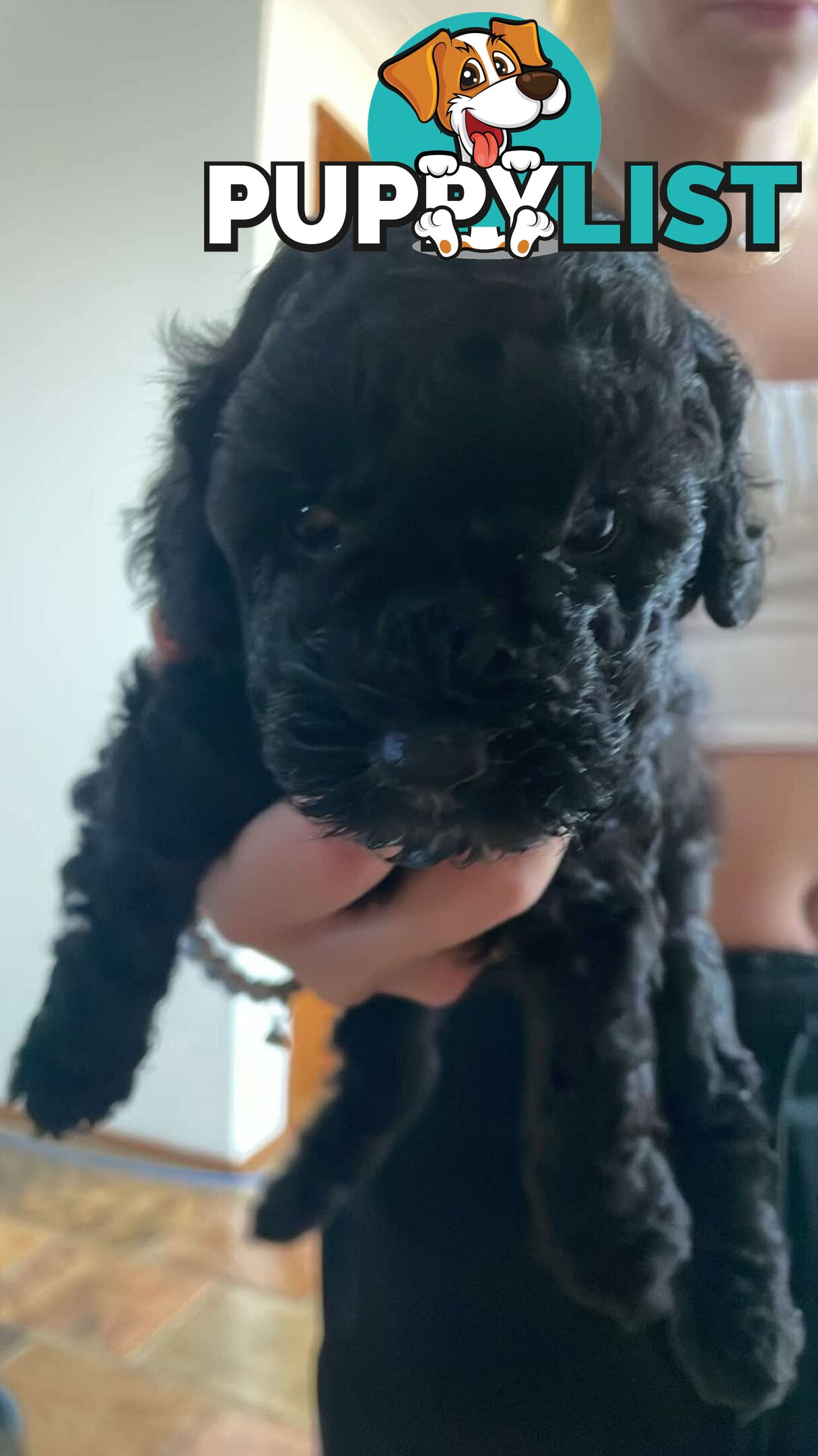 Pure bred toy poodle pups