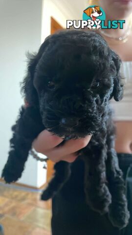 Pure bred toy poodle pups