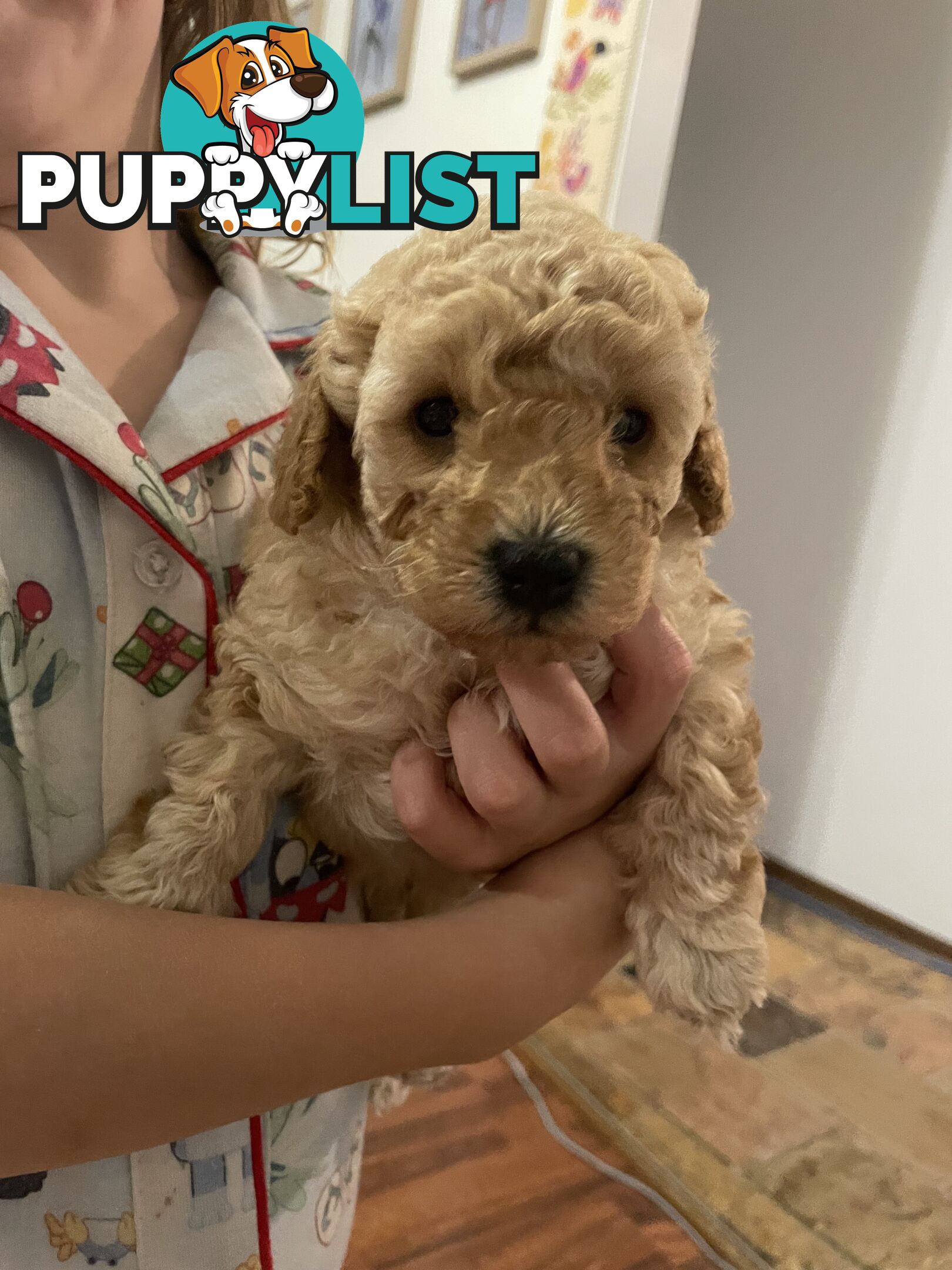 Pure bred toy poodle pups