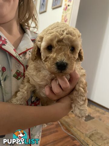 Pure bred toy poodle pups