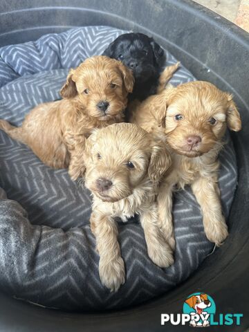 Toy poodle 2 girls available