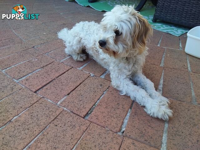 Cavoodle (16 mth old dog)