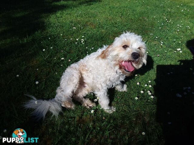 Cavoodle (16 mth old dog)