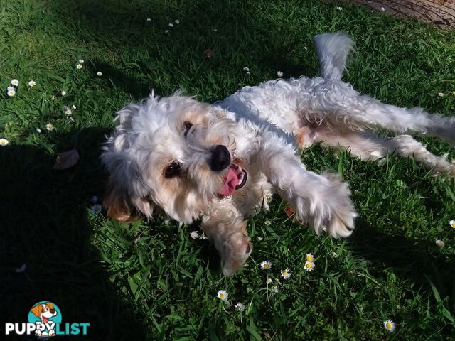 Cavoodle (16 mth old dog)