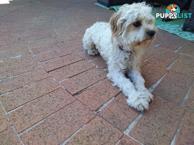 Cavoodle (16 mth old dog)