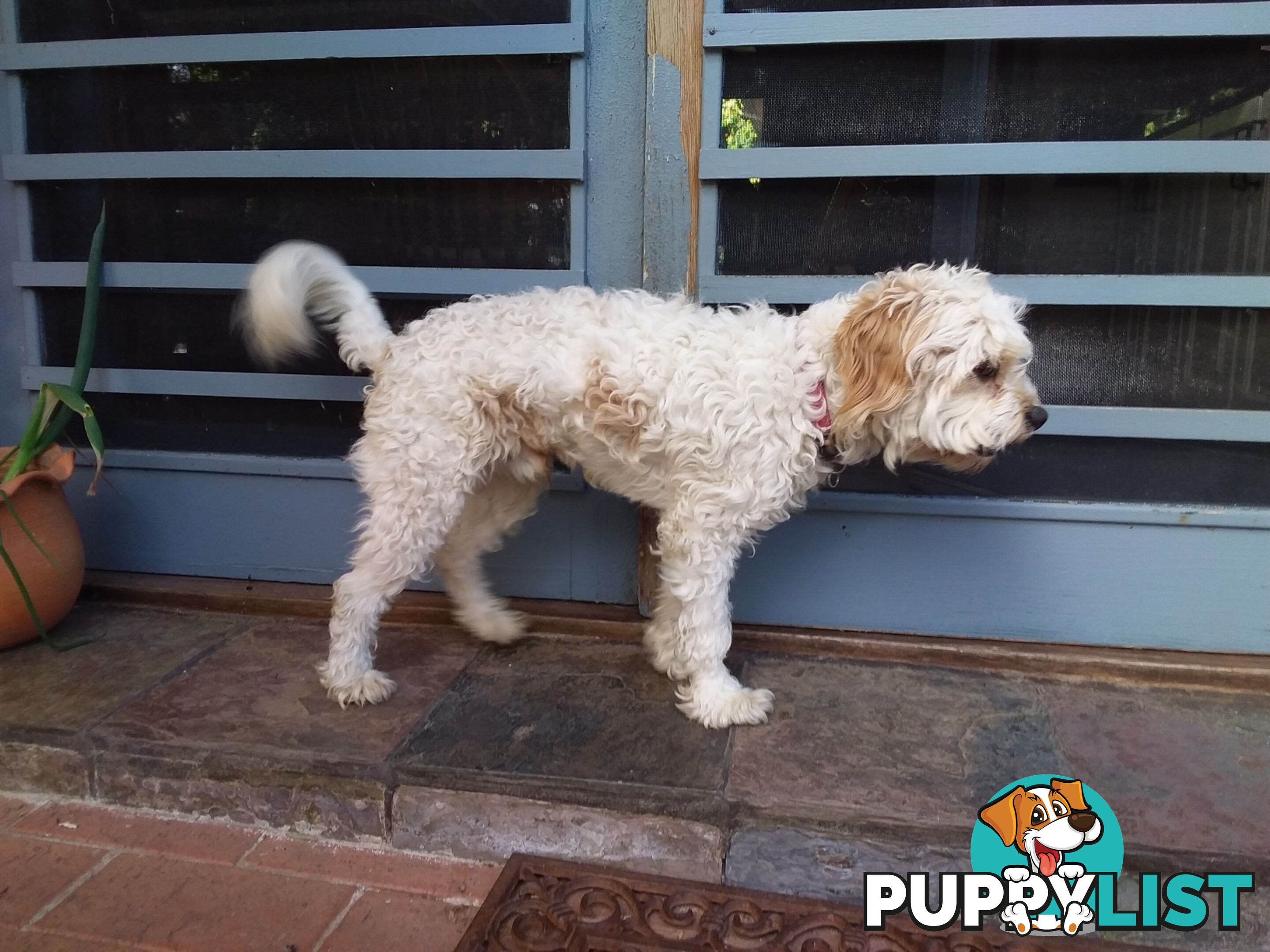 Cavoodle (16 mth old dog)