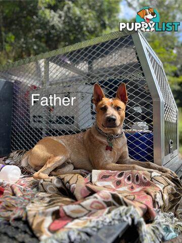 Red cattle dog (stumpy tail) x puppies