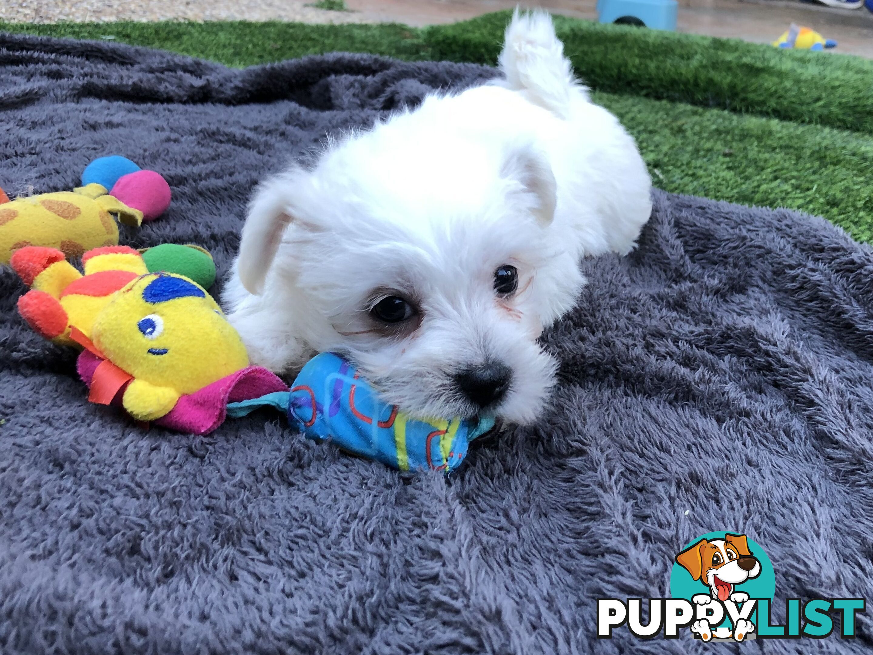 West highland terrier x Maltese Shih Tzu