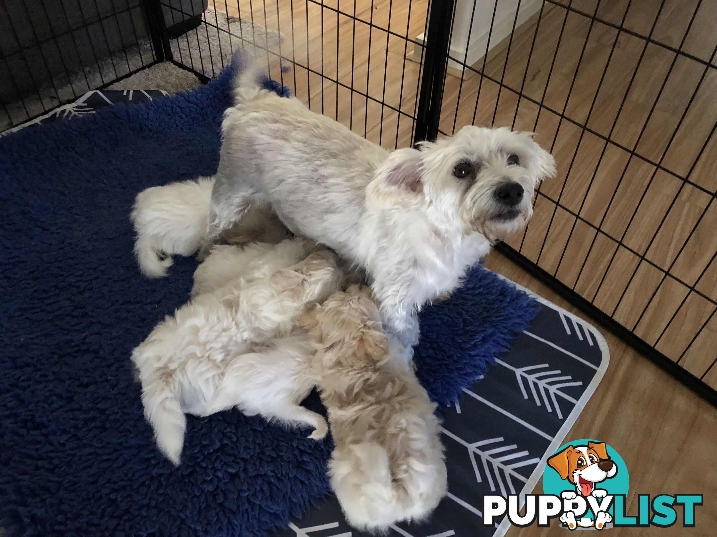 West highland terrier x Maltese Shih Tzu