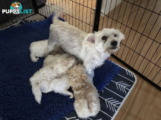 West highland terrier x Maltese Shih Tzu