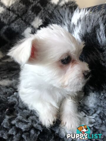 West highland terrier x Maltese Shih Tzu