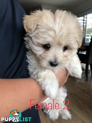 West highland terrier x Maltese Shih Tzu