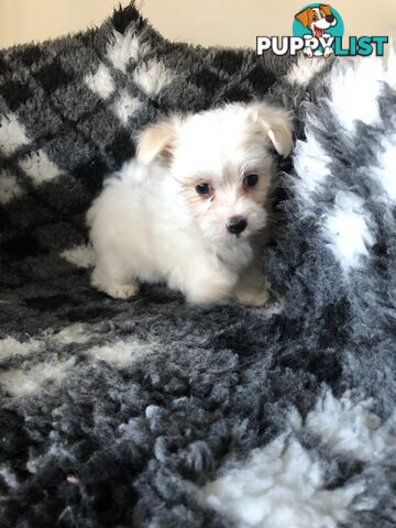 West highland terrier x Maltese Shih Tzu