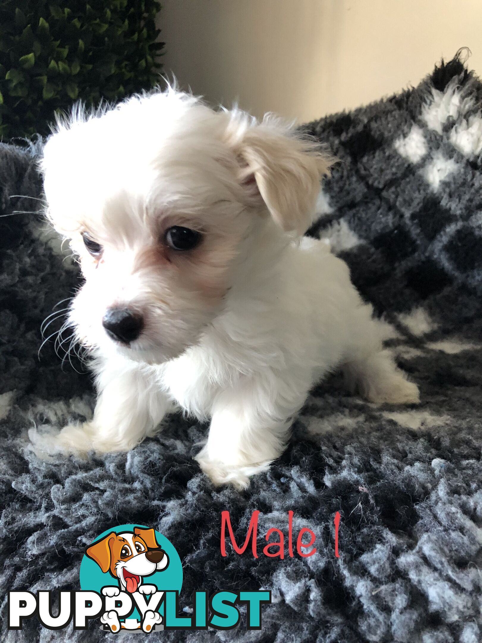 West highland terrier x Maltese Shih Tzu