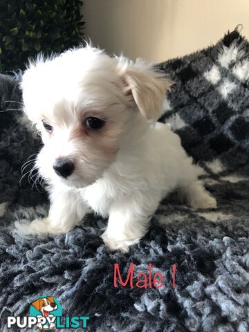 West highland terrier x Maltese Shih Tzu