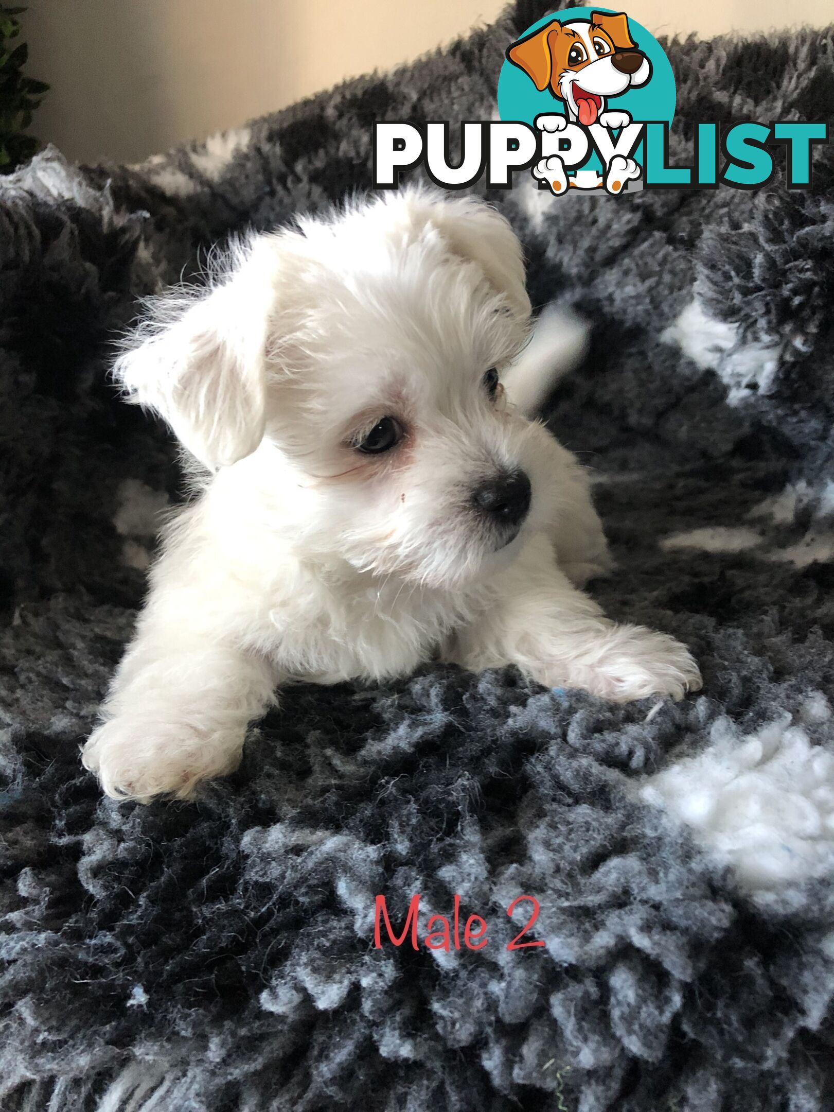 West highland terrier x Maltese Shih Tzu