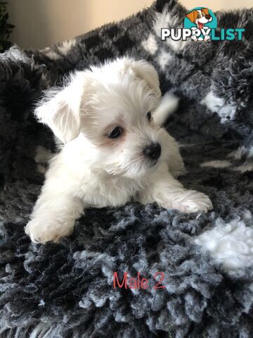 West highland terrier x Maltese Shih Tzu