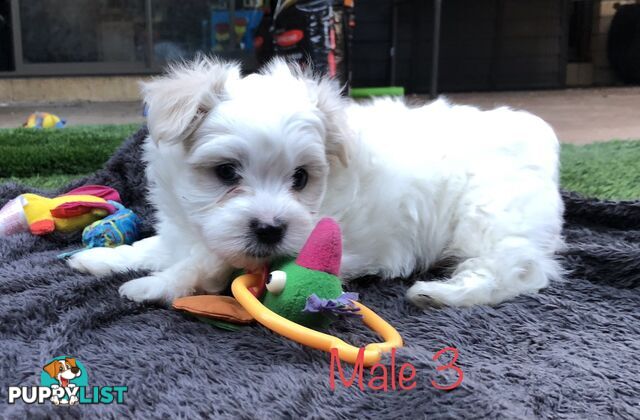 West highland terrier x Maltese Shih Tzu