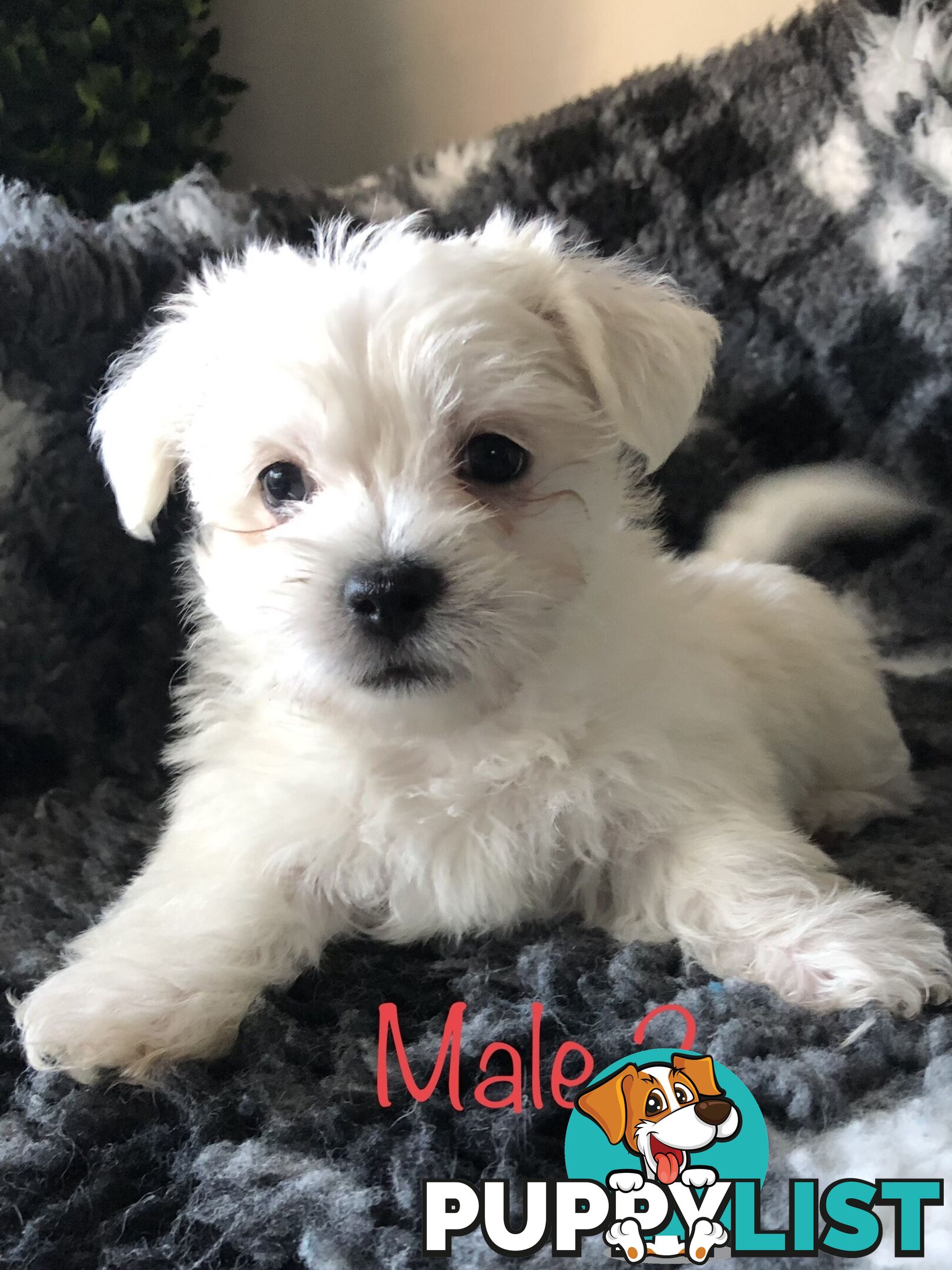 West highland terrier x Maltese Shih Tzu