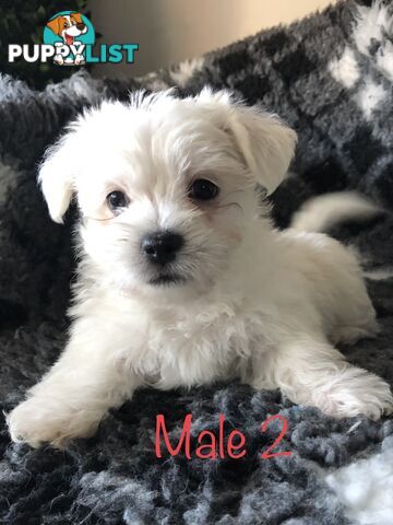 West highland terrier x Maltese Shih Tzu