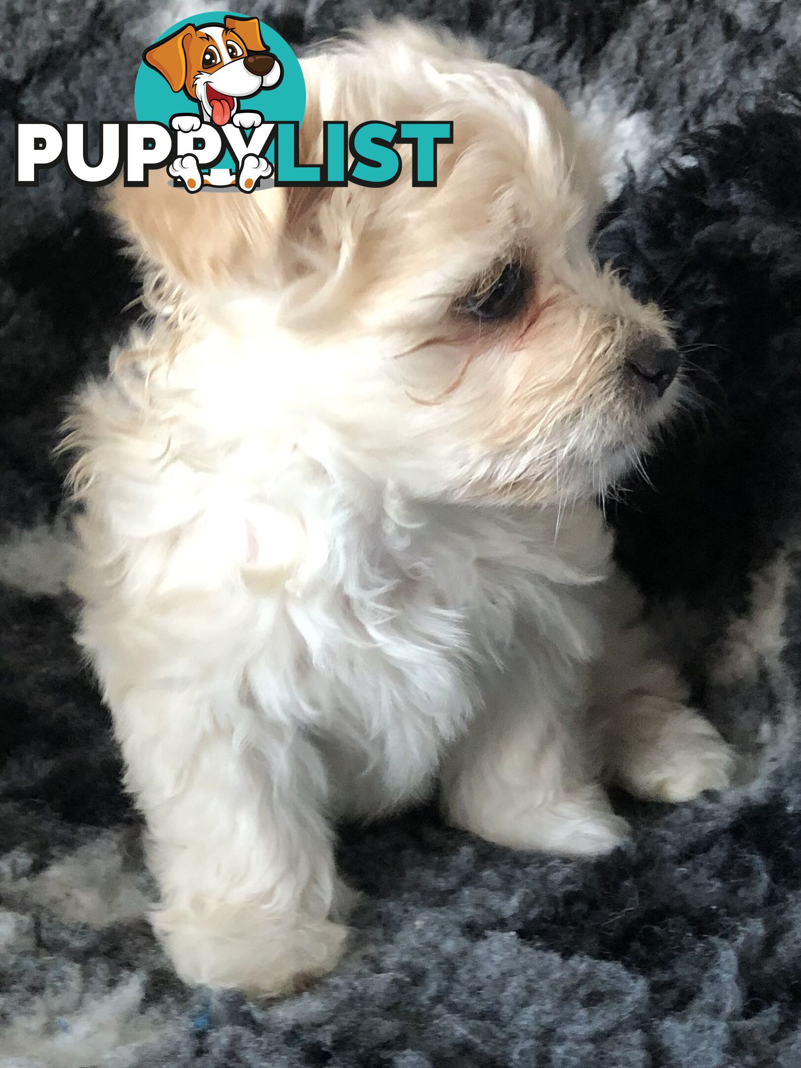 West highland terrier x Maltese Shih Tzu