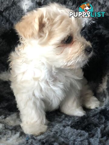 West highland terrier x Maltese Shih Tzu