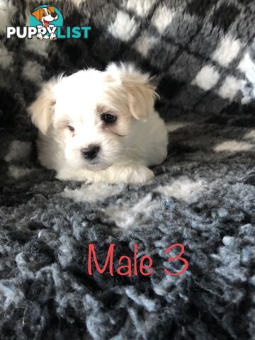 West highland terrier x Maltese Shih Tzu