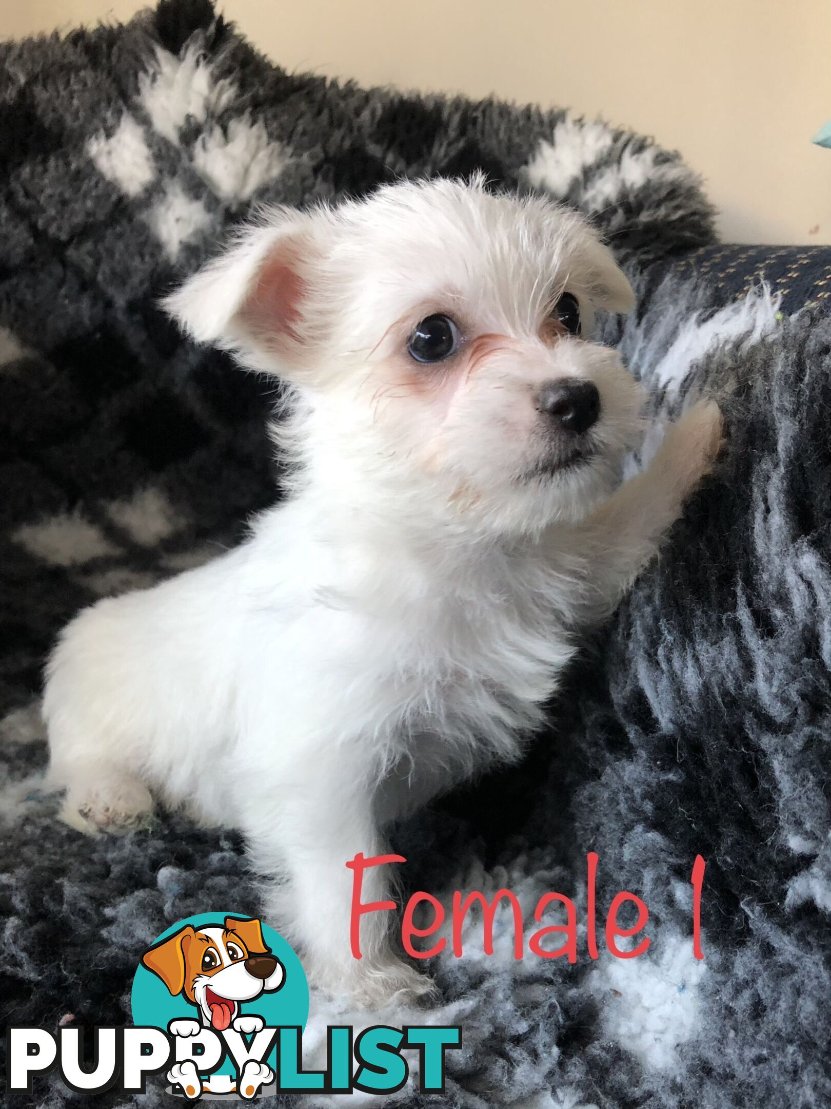 West highland terrier x Maltese Shih Tzu