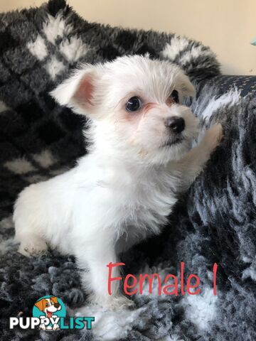 West highland terrier x Maltese Shih Tzu