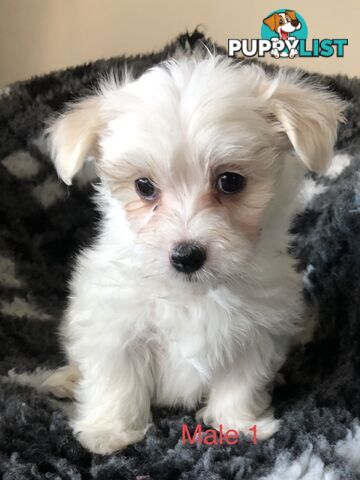 West highland terrier x Maltese Shih Tzu