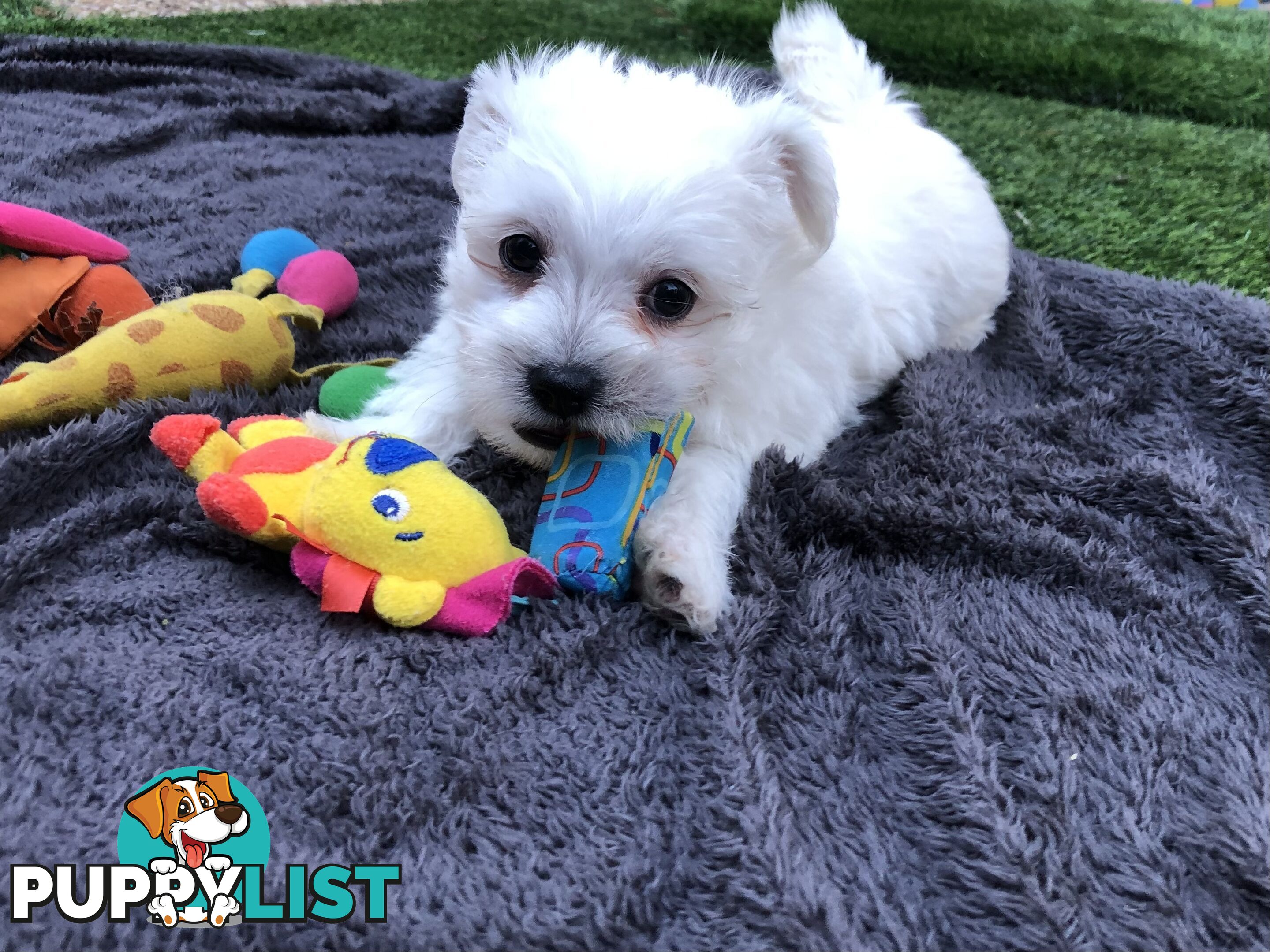 West highland terrier x Maltese Shih Tzu