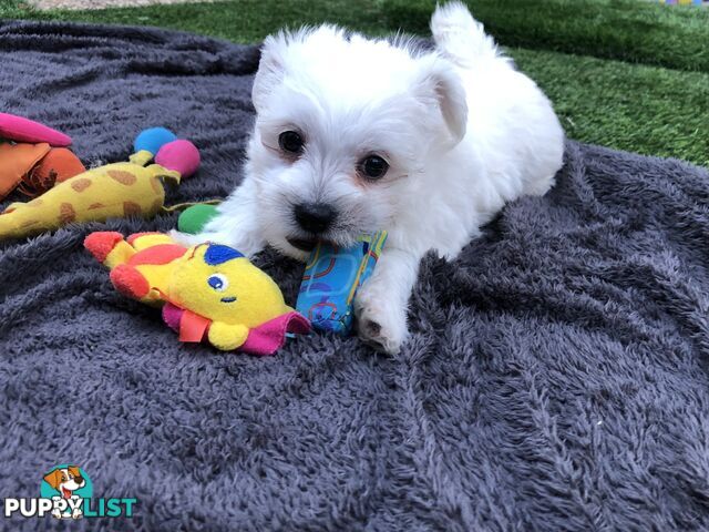 West highland terrier x Maltese Shih Tzu