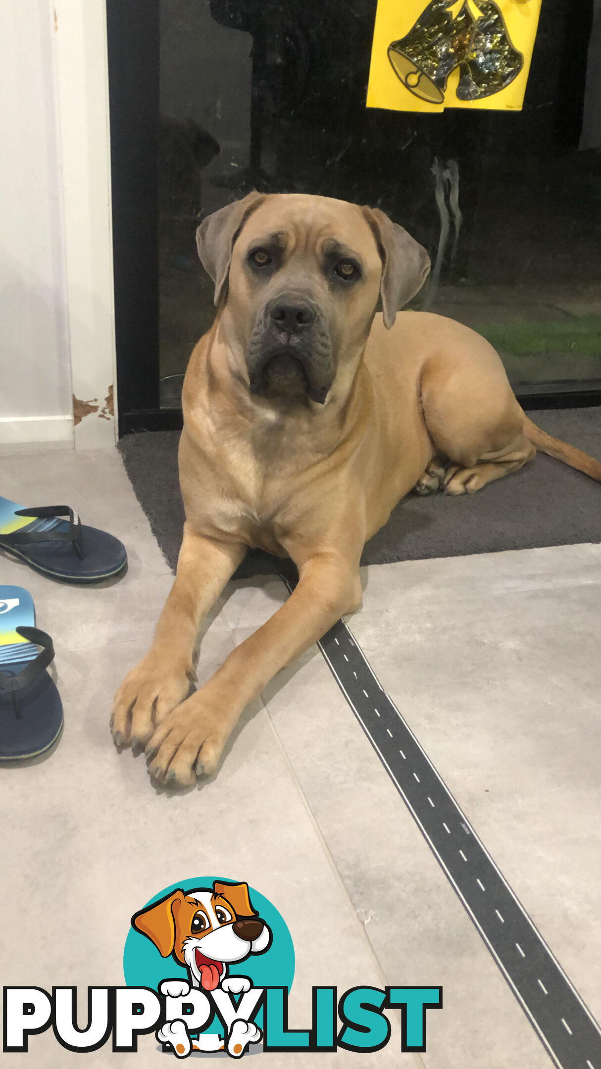 Female Formentino Cane Corso (Italian Mastiff)