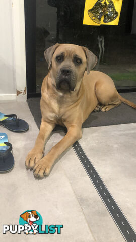 Female Formentino Cane Corso (Italian Mastiff)