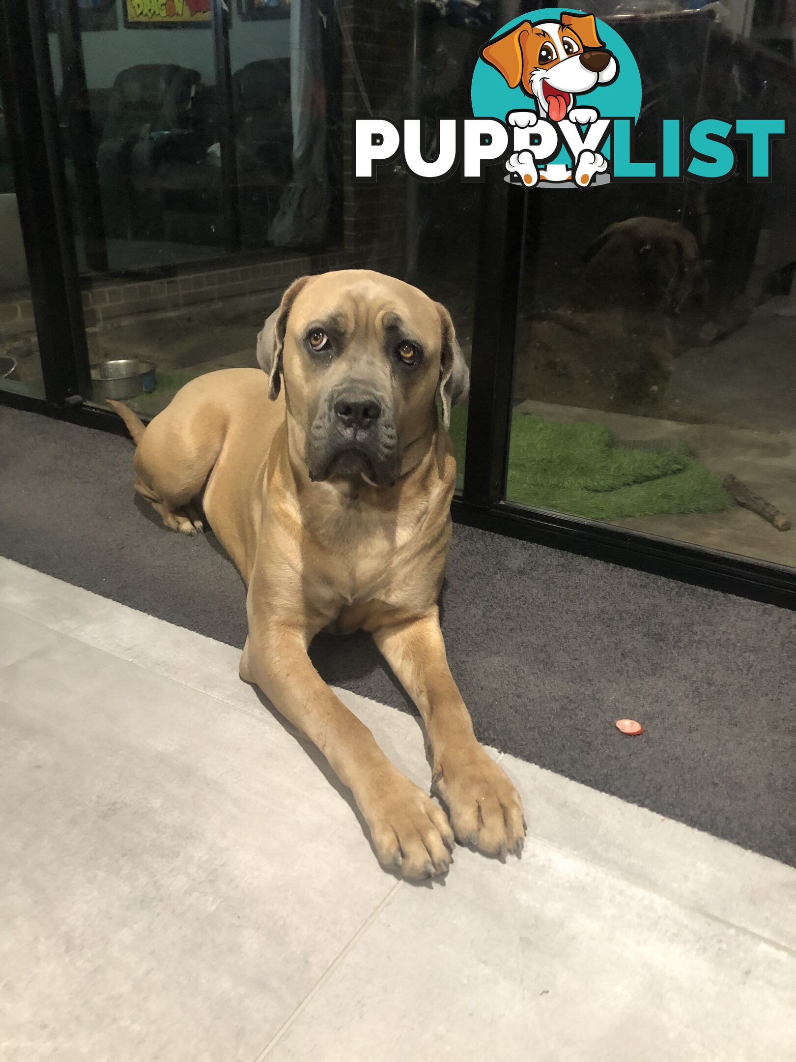 Female Formentino Cane Corso (Italian Mastiff)