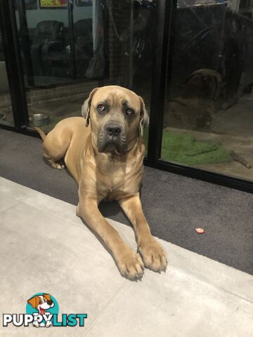 Female Formentino Cane Corso (Italian Mastiff)